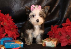 Male Teacup Yorkie Puppy