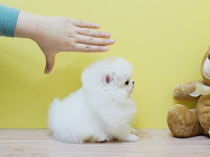 Potty Trained Pomeranian Puppies