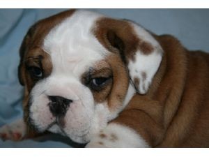 Adorable healthy male and female English Bulldog puppies
