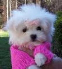 T-Cup Maltese puppies looking a new family