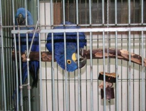 Blue colored Hyacinth Macaw parrots