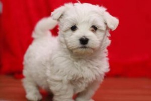 Teacup Maltese puppies available for adoption
