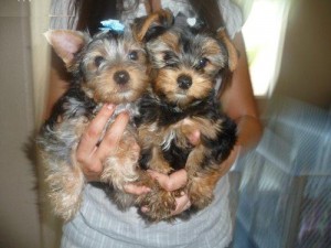 Teacup Yorkie puppies available $250