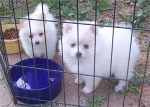 Two Pomeranian Puppies