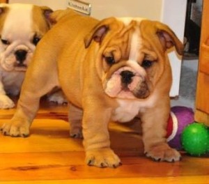 English bulldog puppies for sale/adoption