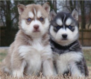 Magnificent Siberian husky puppies