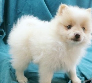Pomeranian thick coat that is mostly white
