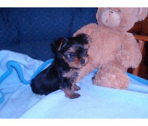 POTTY TRANINED TEACUP YORKIE PUPPIES FOR ADOPTION