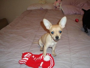 Lovely Tiny Chihuahua Puppies