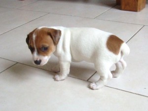 Jack Russel Puppies for Adoption