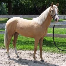 8Yrs Gelding Palomino Horse For Sale