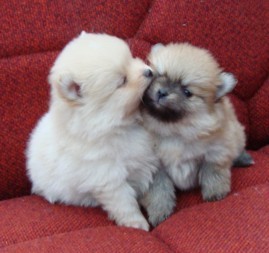 Beautiful Teacup Pomeranian Puppies