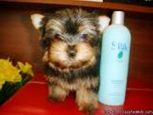 Lovely Teacup Yorkie Puppies