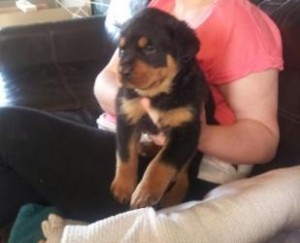 Pedigree Rotties for Rehoming