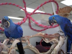 Hand-Fed Hyacinth Macaws For Sale