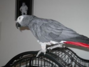 Male African Grey Parrots