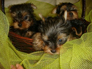 Yorkshire Terrier Puppies 300$