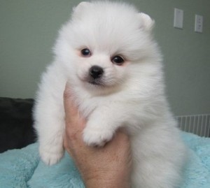Cream White Pomeranian Puppies for Adoption