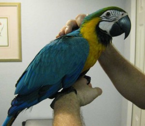 Sweet Charming Pair Of Hyacinth Macaw Parrots For Adoption