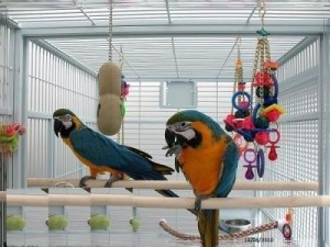 Blue and Gold Macaw Pair for Sale
