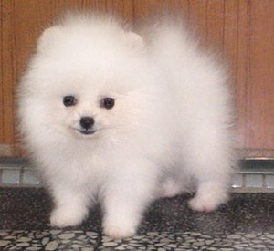 QUALITY MALE AND FEMALE POMERANIAN PUPPIES