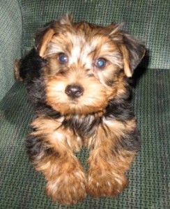 Lovable Yorkie Puppies