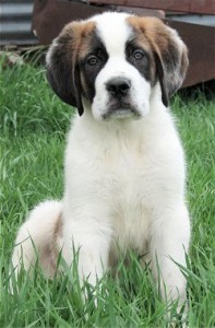 Well cared and healthy St. Bernad