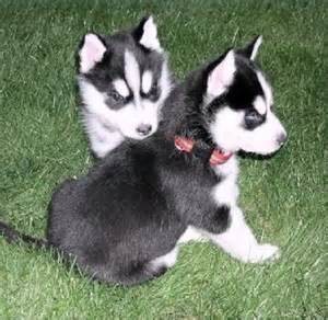 Blue Eyed Siberian Husky Puppies for Adoption