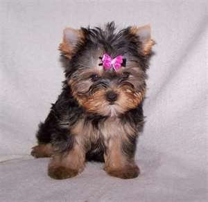 Yorkie Puppy for Adoption