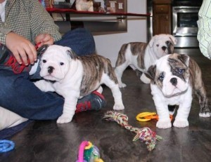 Cute English Bulldog puppies for Sale