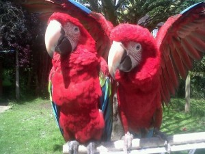 Green Winged Macaw Parrots