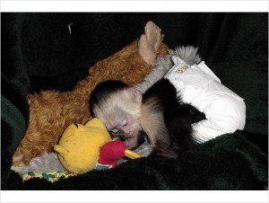 Beautiful Capuchin Monkeys