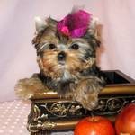 Yorkie Puppy For Adoption