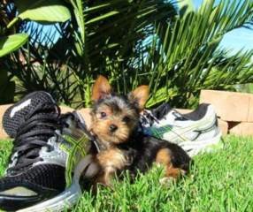 Two Yorkie Puppies