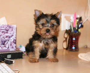 Adorable Tea Cup Yorkie Puppies For Free Adoption
