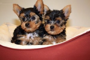 FREE Yorkshire Terrier