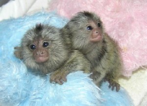 Marmoset and Capuchin Monkeys For Sale