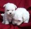 Home-Trained Maltese Pups for Adoption
