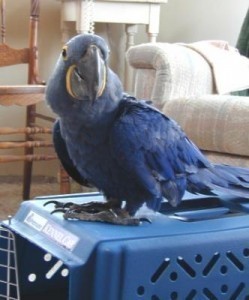 Hand-reared Hyacinth Macaw parrots