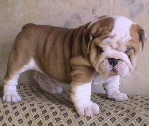 Cute English Bulldog for Sale