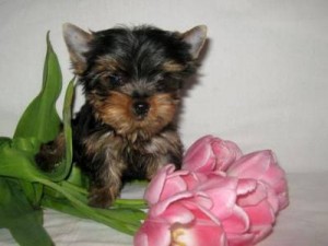 Sweet Yorkie Puppies for Re-homing