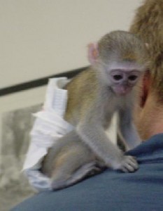 monkeys pets bedford capuchin clovis carlsbad alexandria adorable adoption homes asnclassifieds marmoset baby monkey