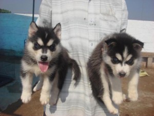 HEALTHY MALE AND FEMALE SIBERIAN HUSKY PUPPIES FOR ADOPTION