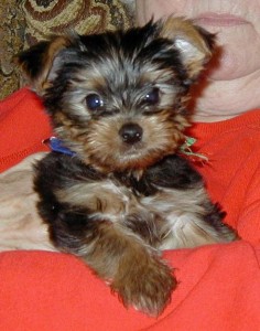 GORGEOUS MALE AND FEMALE YORKIE PUPPIES