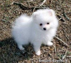 Tiny Pomeranian Puppies for Sale