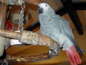 Talkative African Grey Parrot for Sale
