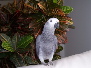 Talking African Grey Parrot Available