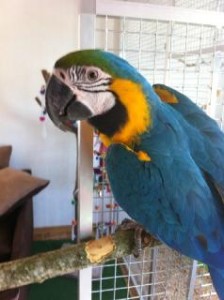 Blue/Gold Macaw (male)