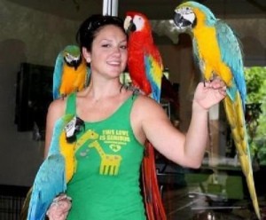 Tamed and Talking Macaw Parrots