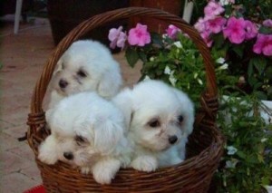 GORGEOUS MALE AND FEMALE MALTESE PUPPIES